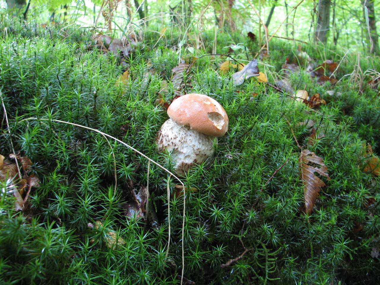 Leccinum aurantiacum